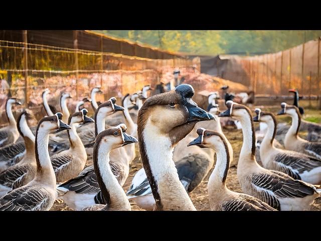 How China Produces Millions of Lion-Headed Geese Using Advanced Farming Techniques