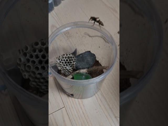 말벌(쌍살벌)집 꾸미기#shots#insects#곤충