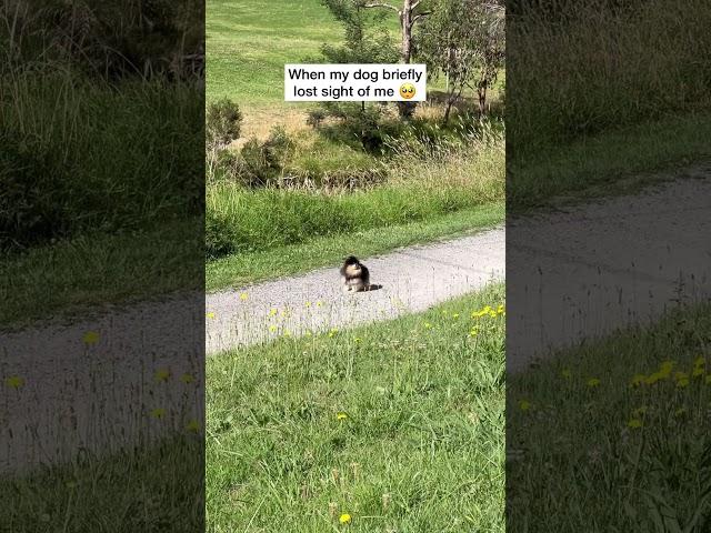 Pomeranian Freaks Out When She Loses Owner  #shorts #dog