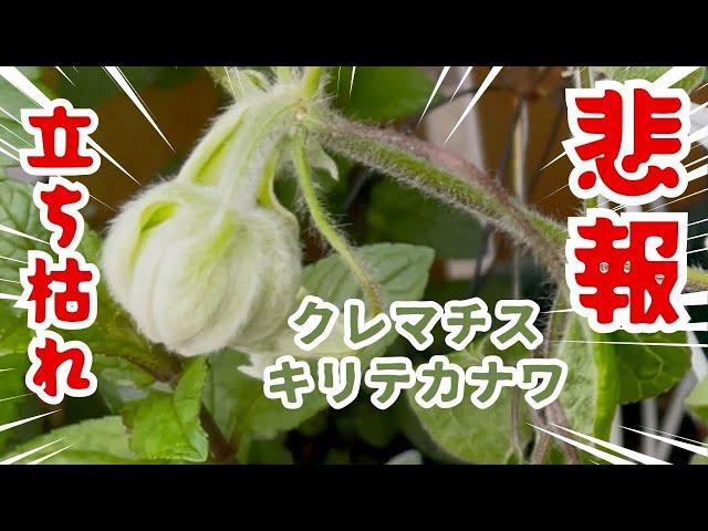 【悲報】開花目前のクレマチス キリテカナワが突然萎れたので対策しました 植え替えから立ち枯れまでの様子