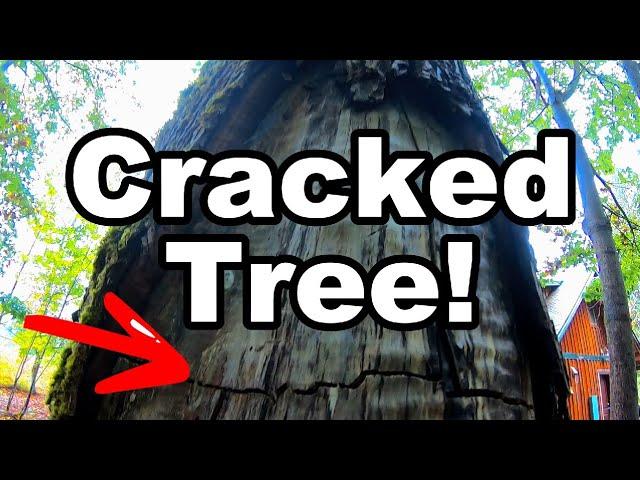 Hazard Tree Removal Next to House!