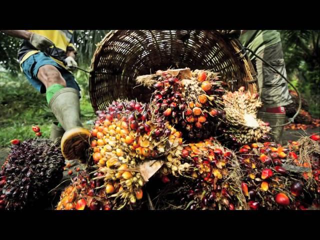 Sustainable Palm oil production