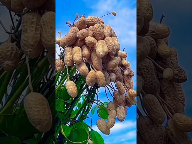 Boost Your Groundnut Yield with These Tips! " #technology #farmer #crop  #260