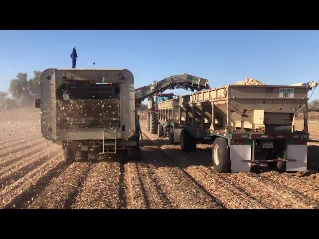 2020 Imperial Valley California Onion Harvest