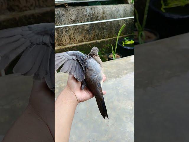 Tekukur/Derkuku jinak ujan ujanan