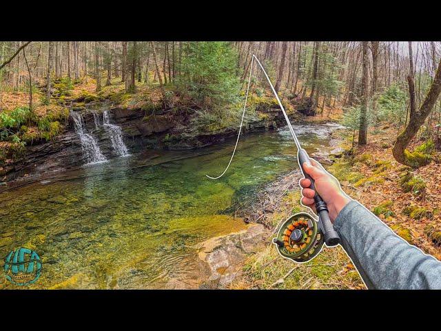 My FAVORITE Creek To Trout Fish! (Fly Fishing for Rainbow and Brook Trout)