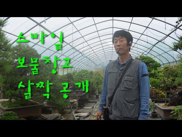 [경남스마일분재경매장] 스마일의 전신인 미소분재를 소개합니다.#경남스마일분재경매장 #bonsai_auction #bonsai #koreabonsai