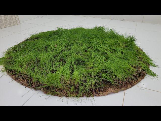 Removing Dirt and Grass from Abandoned Shag Carpet - ASMR RUG CLEANING