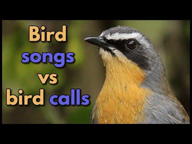 BIRD SONGS vs BIRD CALLS - what is the difference?