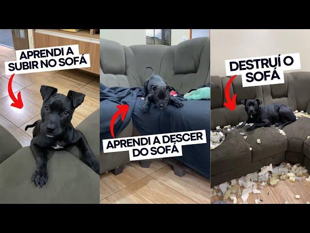 COMPILADO das minhas HISTÓRIAS com o SOFÁ: quando aprendi a subir, a descer e quando destruí ele 