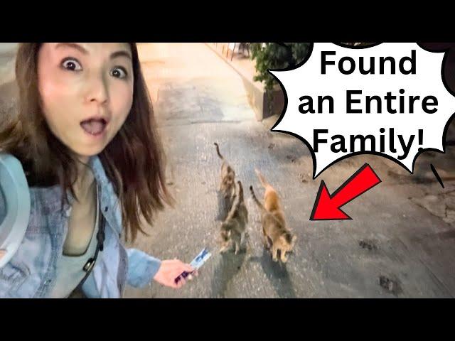 Befriending Adorable Stray Cats In Bangkok!