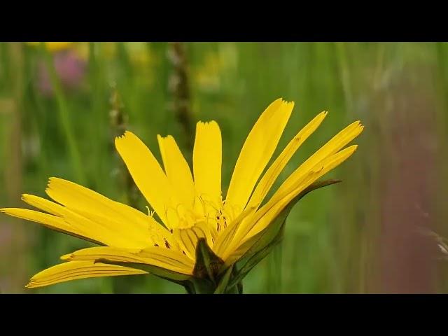 Spring in switzerland- One Plus 12 4K macro