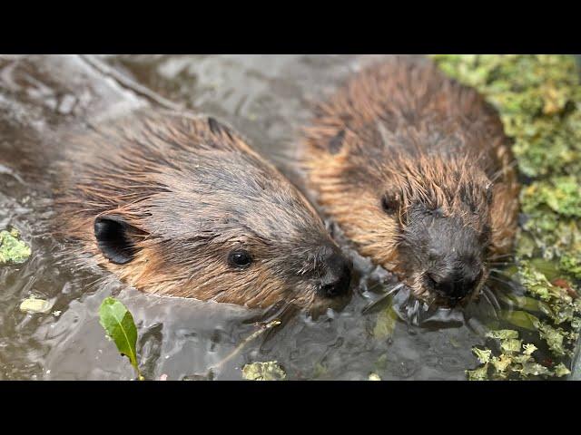 Interpretation of beaver sounds