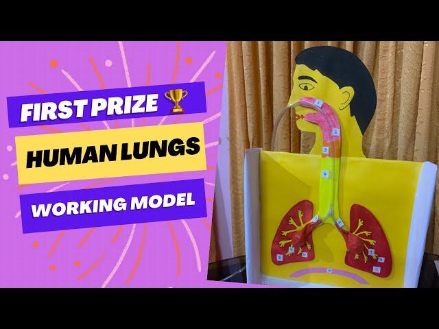 Easy Lungs Working Model for Science Exhibition Project || Human Respiratory System Model #science