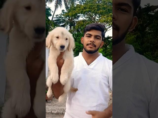 Golden retriver puppy  #bbsr#dogbreed #goldenretriever golde#viralvideo #shortsfeed
