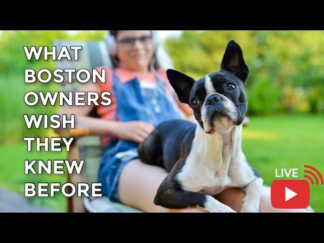 What These Owners Wish They Knew Before Owning A Boston Terrier