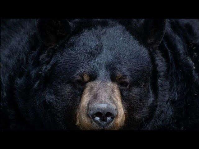 Red Shadow Singers ~ Black Bear Song