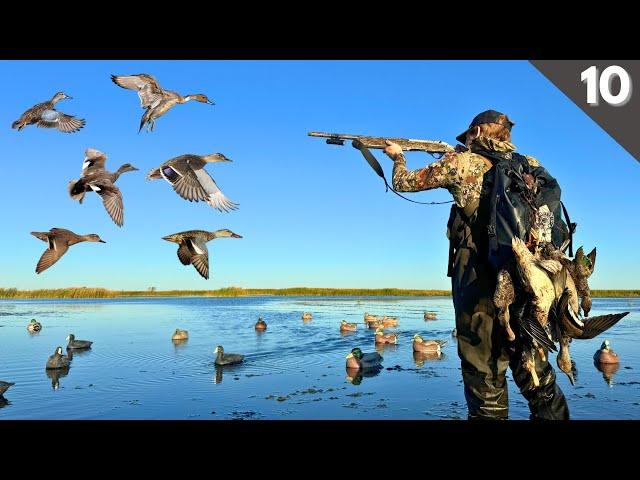 Duck Hunting 2024 | Minnesota Public Land Mixed Bag (6 Species)