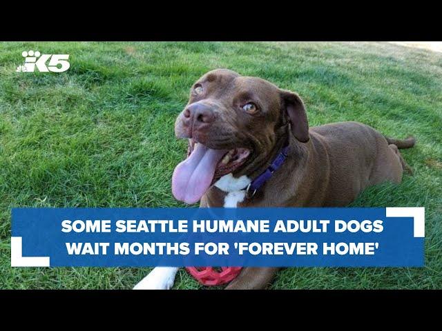 Seattle Humane: Some dogs waiting several months for 'forever homes'