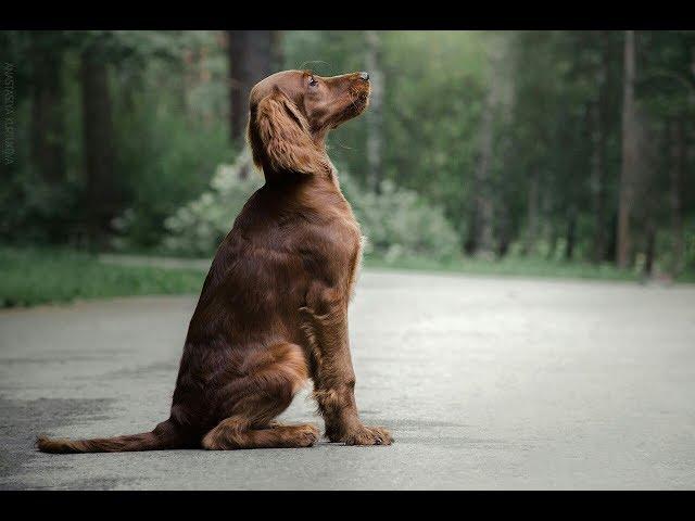 One year life of the Irish setter