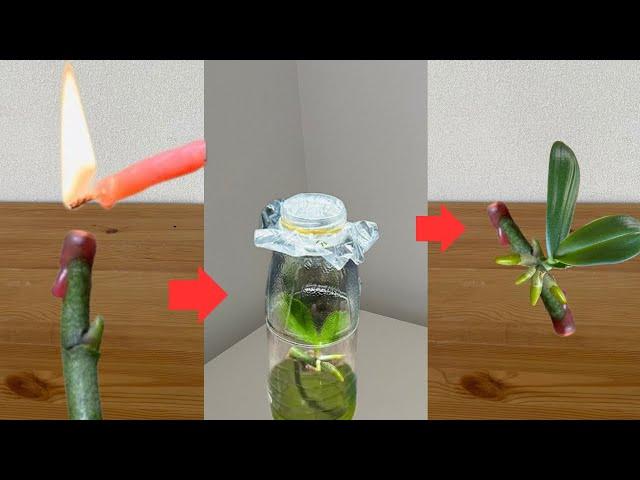 To Propagate Orchids From Flower Stems Just Do This!