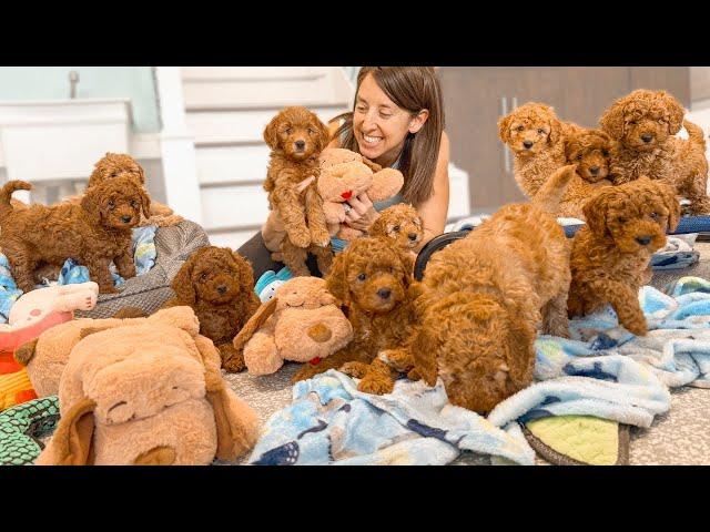 I'M Spending My LAST WEEK with THESE Adorable Goldendoodle Puppies!