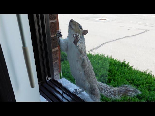 Squirrel's adorable attempt to help me open the window