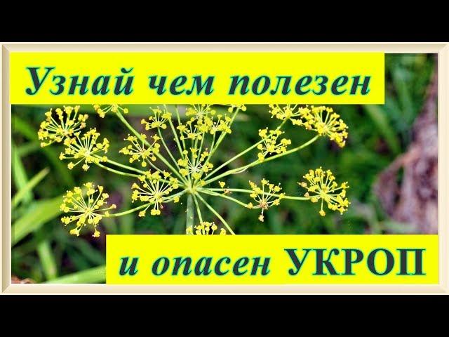 Какая польза от укропа и кому его употреблять не рекомендуется  | VolkoFF_video