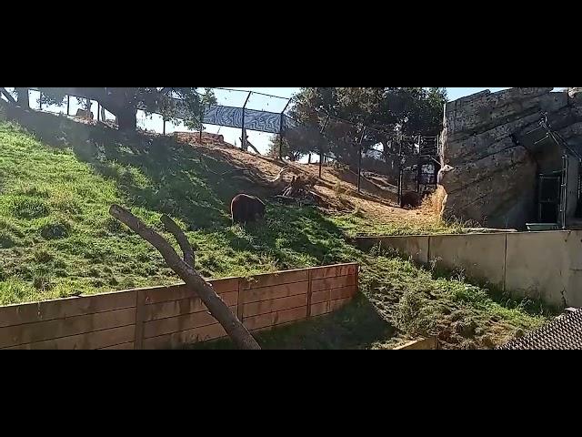 Bears walking toward zookeeper at Oakland Zoo #oaklandzoo