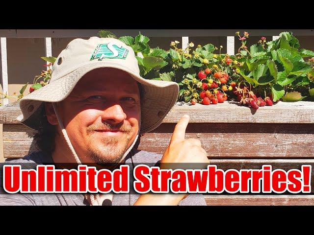 7 Tips To Increase Your Strawberry Yields