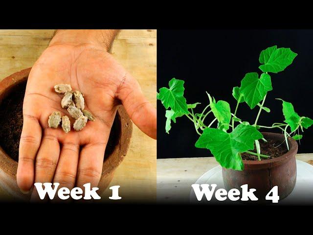 How To Grow Snake Gourd Plant From Seeds