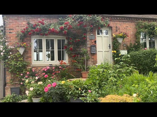 Rose Garden Tour June | David Austin Roses | Kordes Roses | Baseless Pots | Moles In the garden
