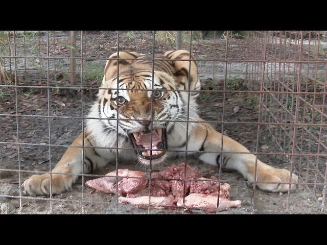 Feeding Time With The June Birthday Big Cats