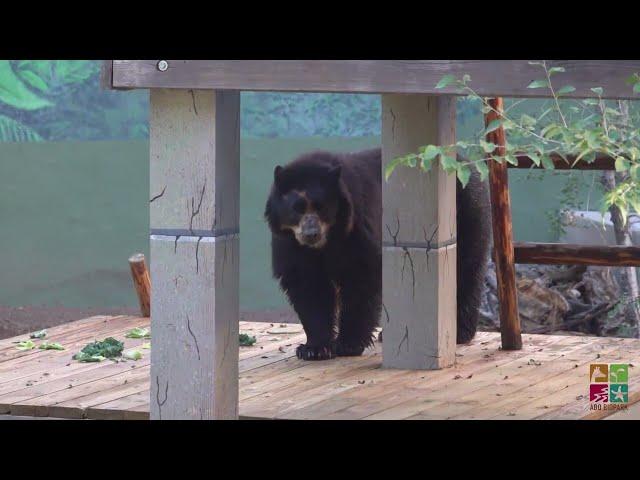 Andean bear settles into new habitat at the ABQ BioPark