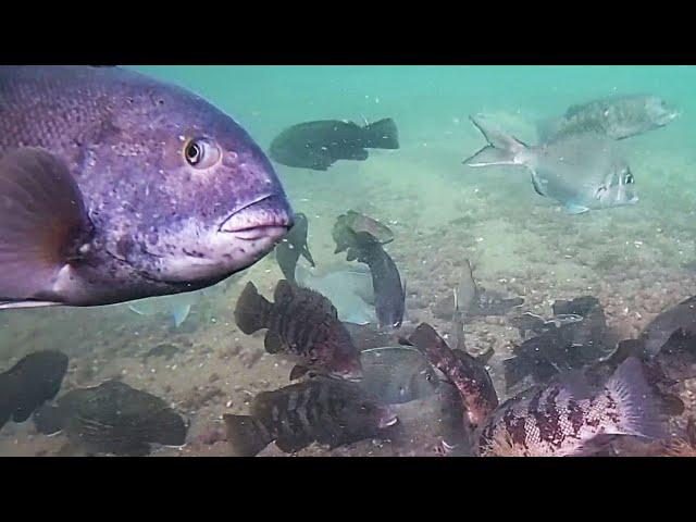 Incredible Underwater Drone Video - Fish Attacking Jigs!