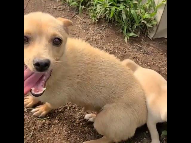 엄마 꼬리에 난타당하는 중 시고르자브종 새끼강아지 넘나 사랑스러움 Funny Puppies And Cute Puppy