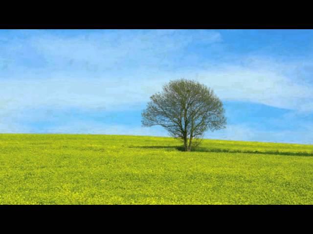 Meditate like a tree by Michel Pascal