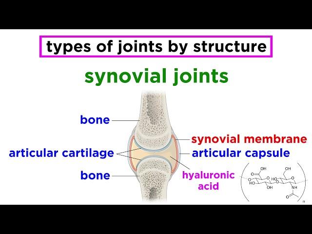 Joints: Structure and Types of Motion