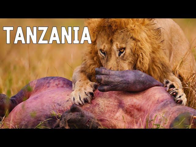 TANZANIA SALVAJE | Naturaleza despiadada y tribus ancestrales