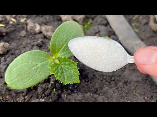 The first very important feeding of cucumbers! They will immediately grow and give a big harvest!