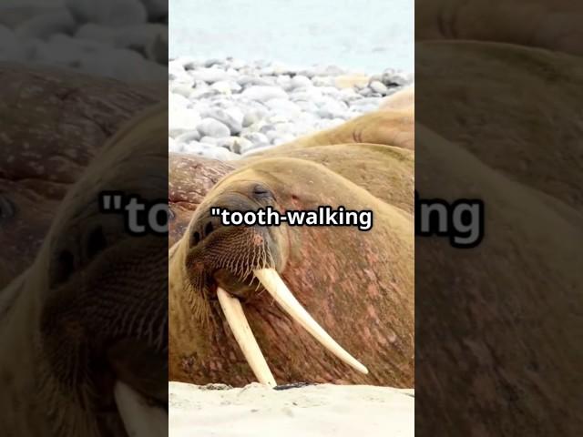 The Walrus: Arctic Giant with Legendary Tusks!