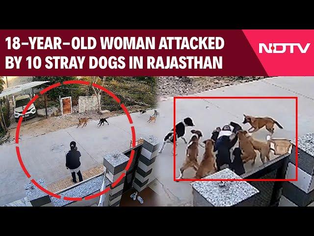 Rajasthan News | Out On Walk, 18-Year-Old Woman Attacked By 10 Stray Dogs In Rajasthan