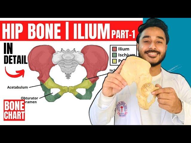 hip bone anatomy 3d | ilium bone anatomy | bones of lower limb anatomy