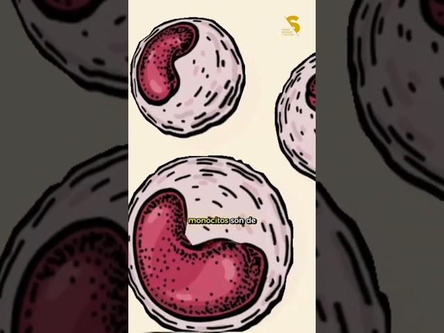 GLÓBULOS BLANCOS EJERCITO QUE CUIDAD EL CUERPO HUMANO