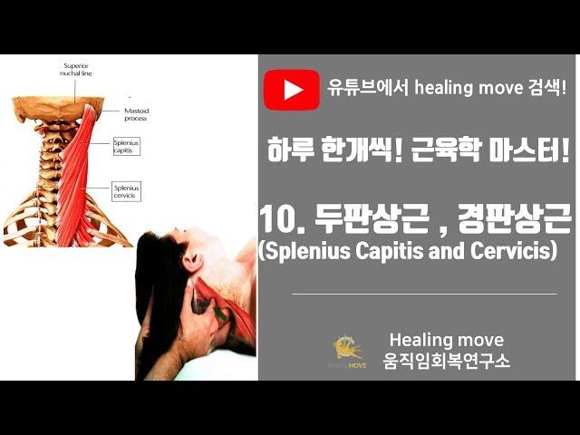 #10.두판상근과 경판상근(머리, 목널판근, Splenius Capitis and Cervicis) /근육학마스터/referred pain/MPS/trigger point