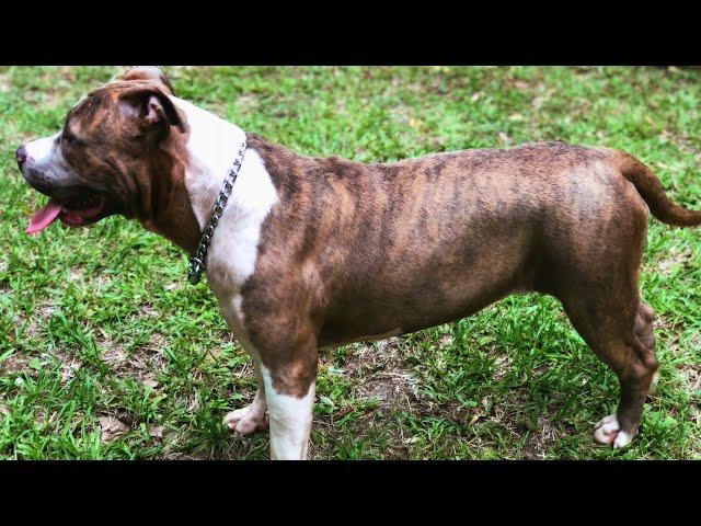 Jade is here to stay! American bully ULTRA CLASS FAMILY