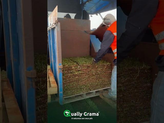Grama São Carlos