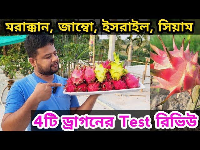 মরাক্কান, জাম্বো, ইসরাইল, সিয়াম রেড ড্রাগন ফলের স্বাদ কেমন ? Dragon Fruit Test Review । #dragon