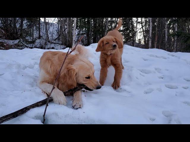 Golden Retriever's Share a Stick......or Not!