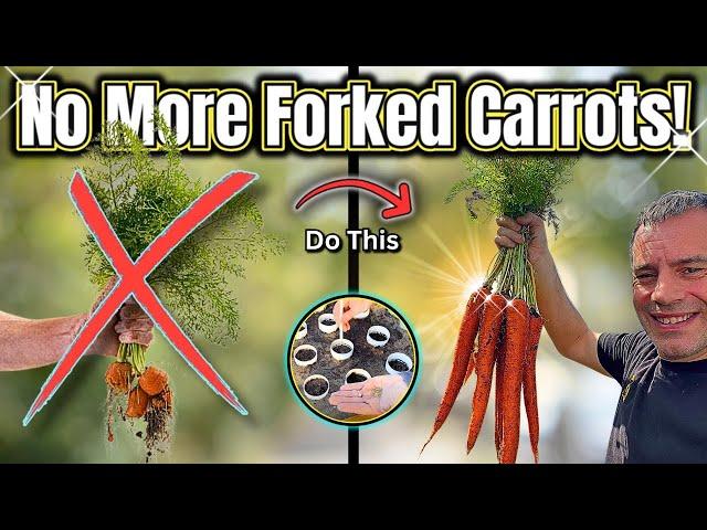 You’re Growing Carrots All Wrong! Try These 3 Foolproof Methods 